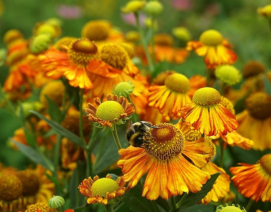 bee above orange flower
