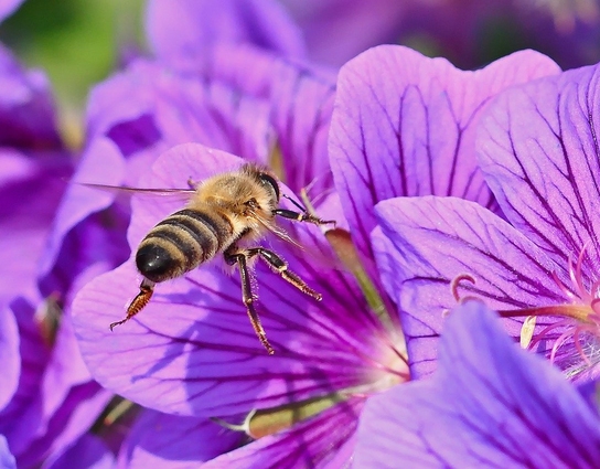 A bee hovering above a pink flower